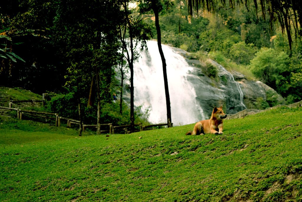 grassy landscape