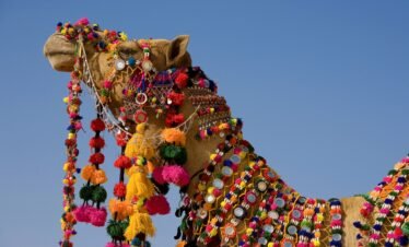 Camel, Rajasthan