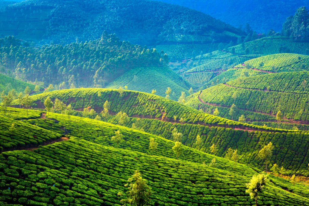tea plantation Kerala