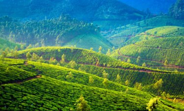tea plantation Kerala
