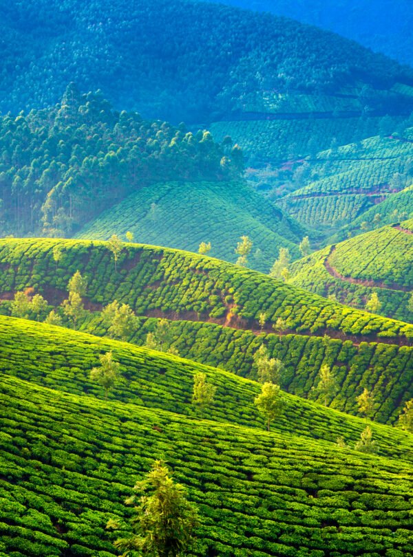 landscape tea plantations-