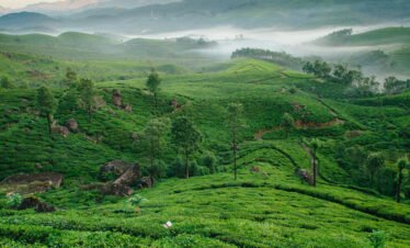 tea plantation