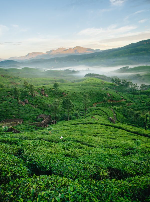 tea plantation