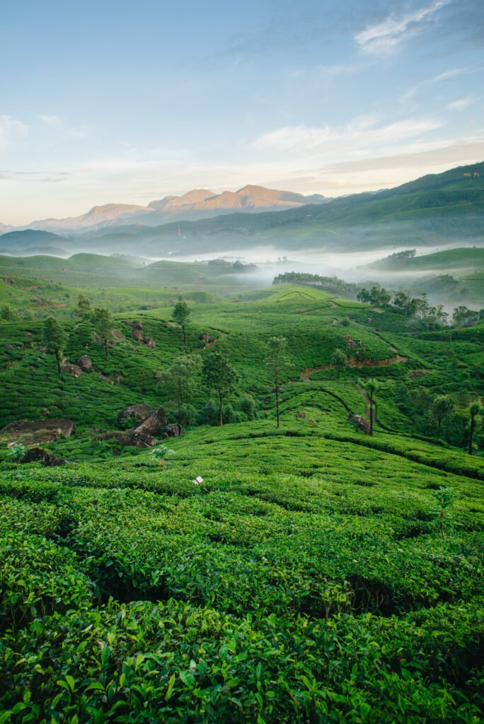 tea plantation