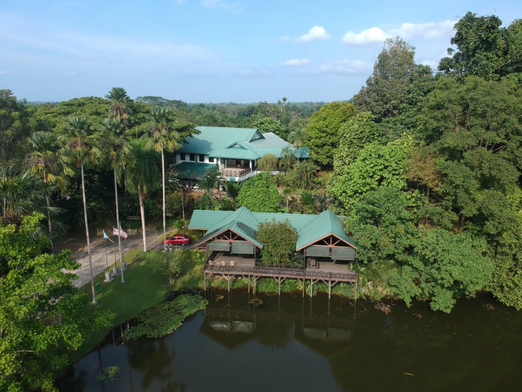 rainforest