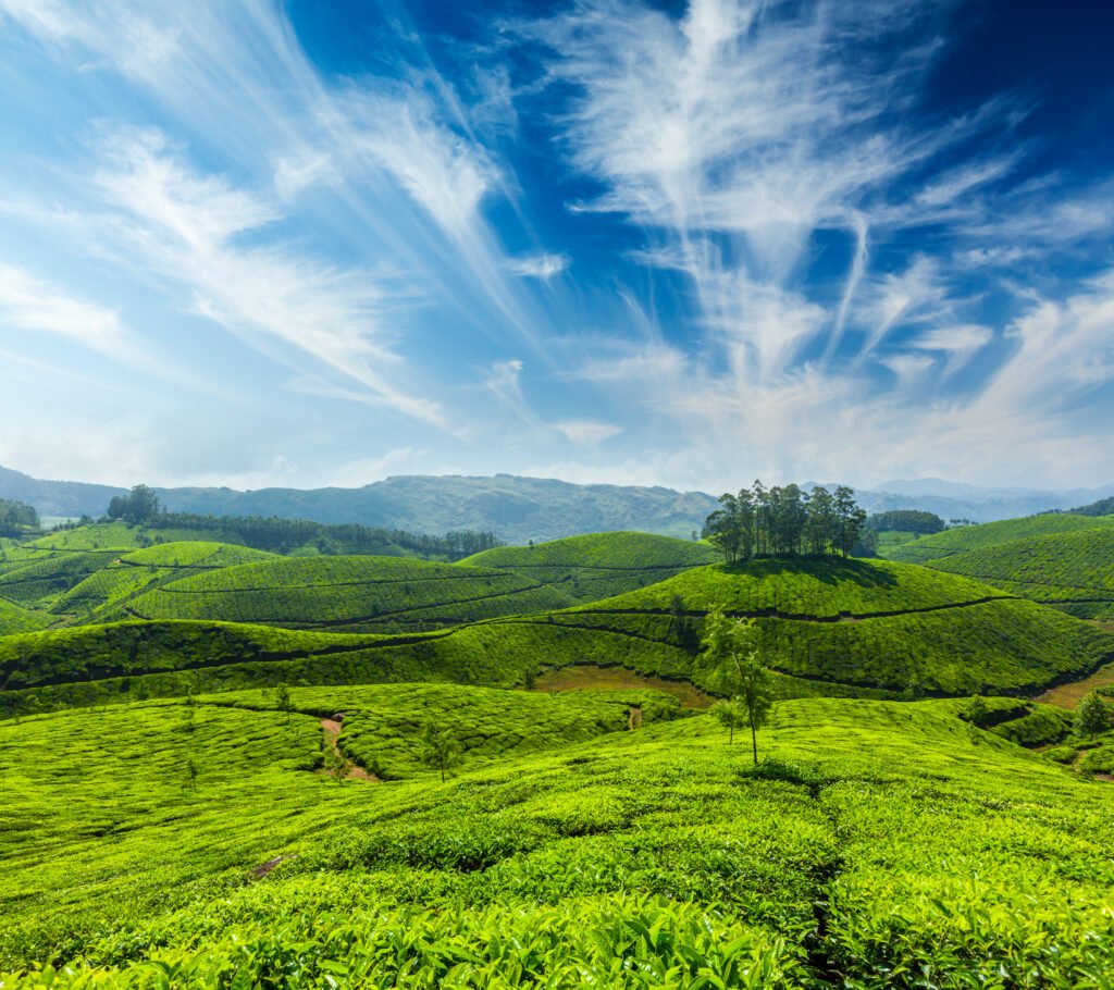 tea plantation munnar