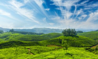 tea plantation munnar