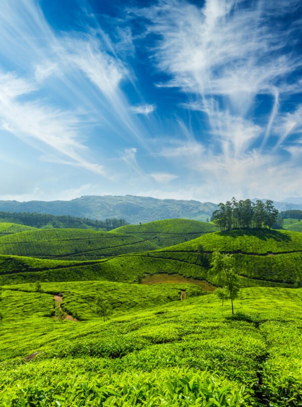 tea plantation munnar