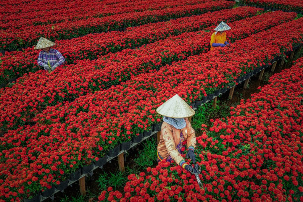 red flower gardeb vietnam