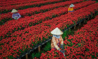 red flower gardeb vietnam