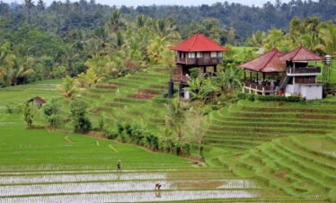 Bali greenery