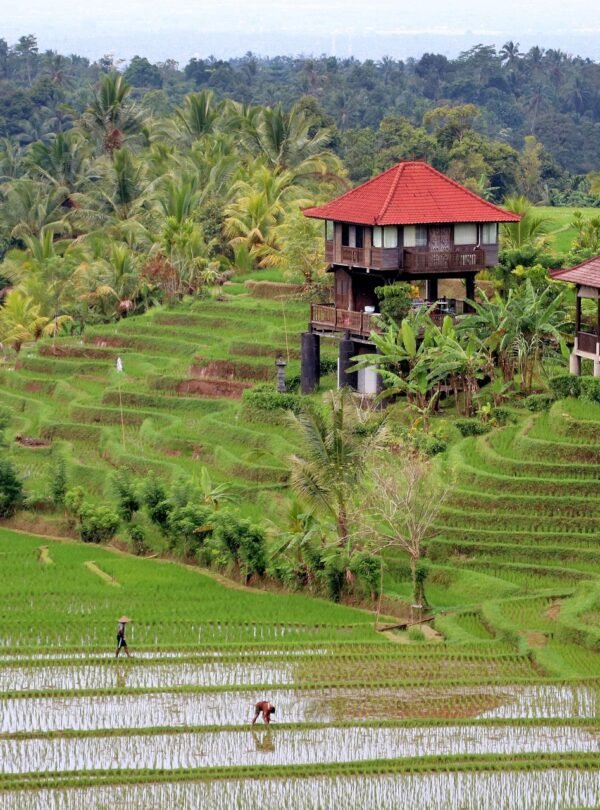 Bali greenery