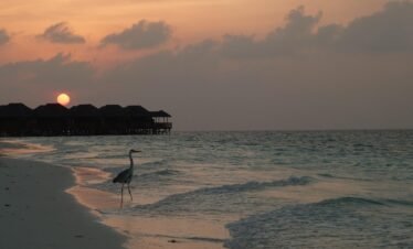 heron